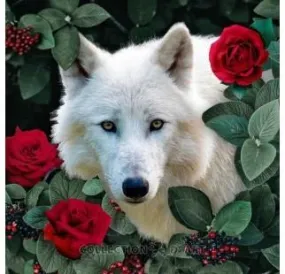 Diamond painting - White wolf & roses 38x38sm