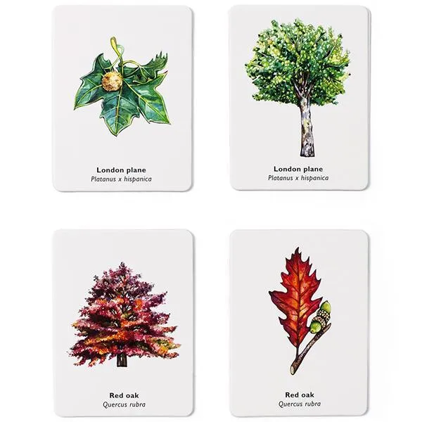 Match a Leaf: A Tree Memory Game